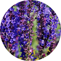 Shalfey ekstrakti tarkibi